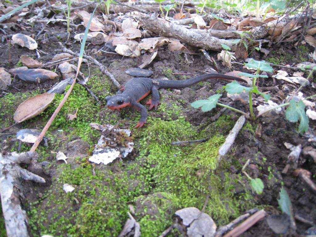 2/18/12 female T. rivularis found while picking chanterelles