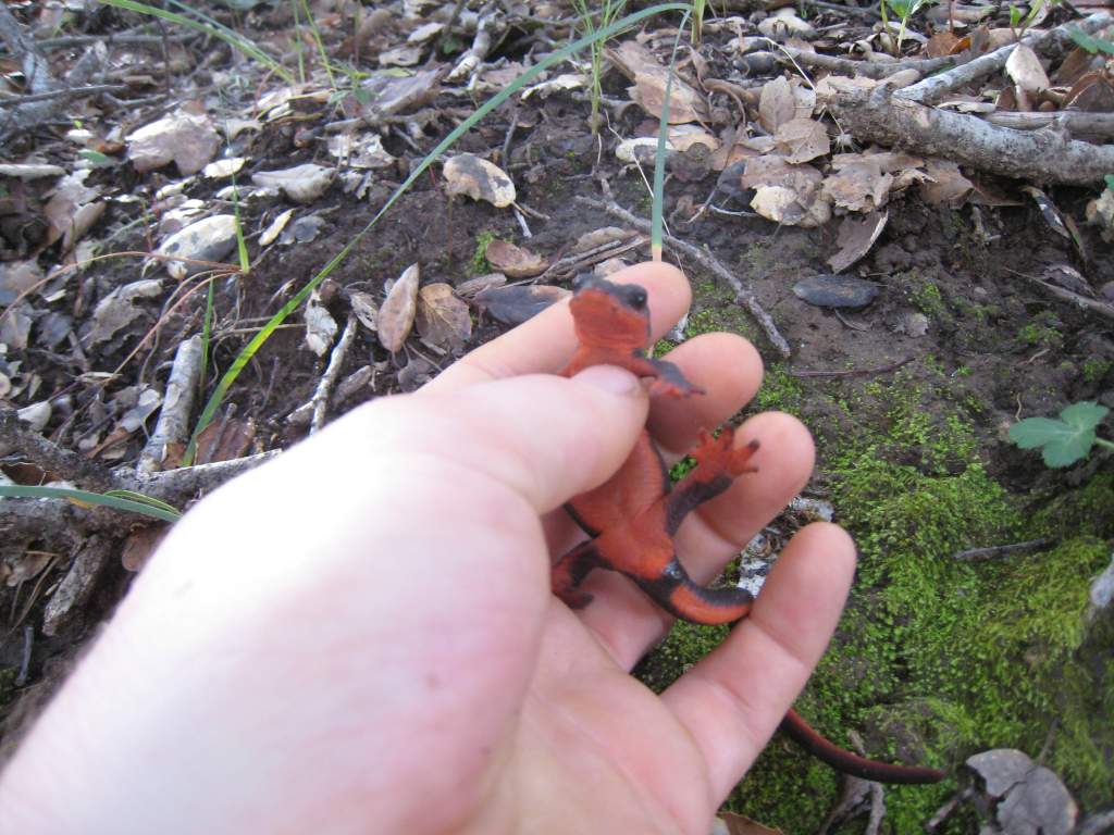 2/18/12 female Taricha rivularis