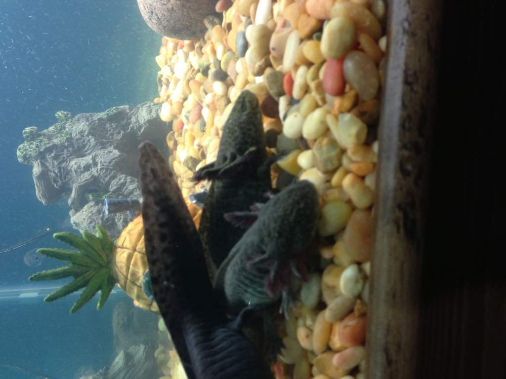 2 adults and a tail of the third!
