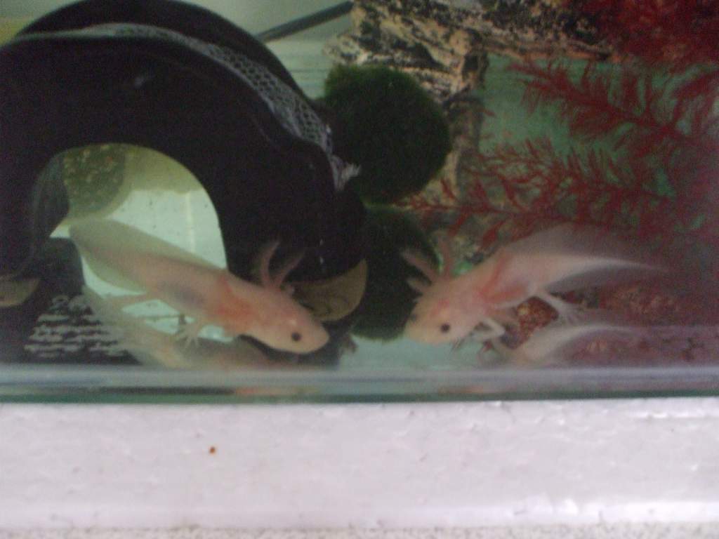 2 baby leucies
19/06/11