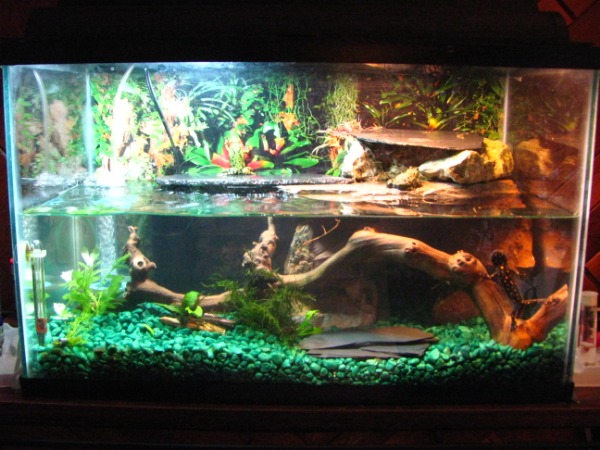 2 firebelly toads 1 Warty newt