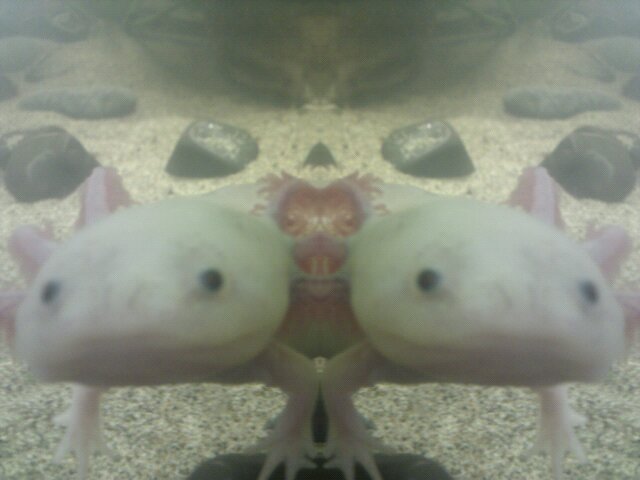 2 headed axy