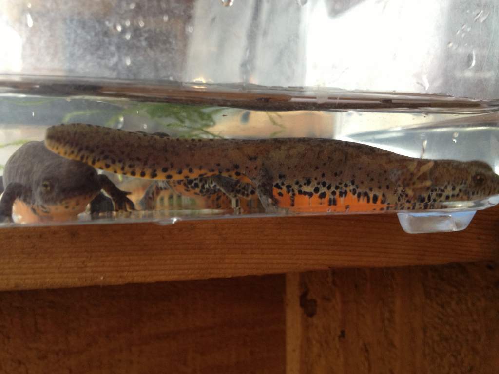 2 I.a.apuana females during cleaning