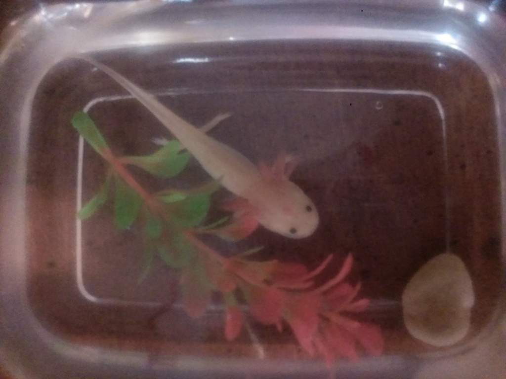 2 mons and doing great! I have two that got heat stroke and are "chill in" in the fridge to help regrow their tails. More pics soon!