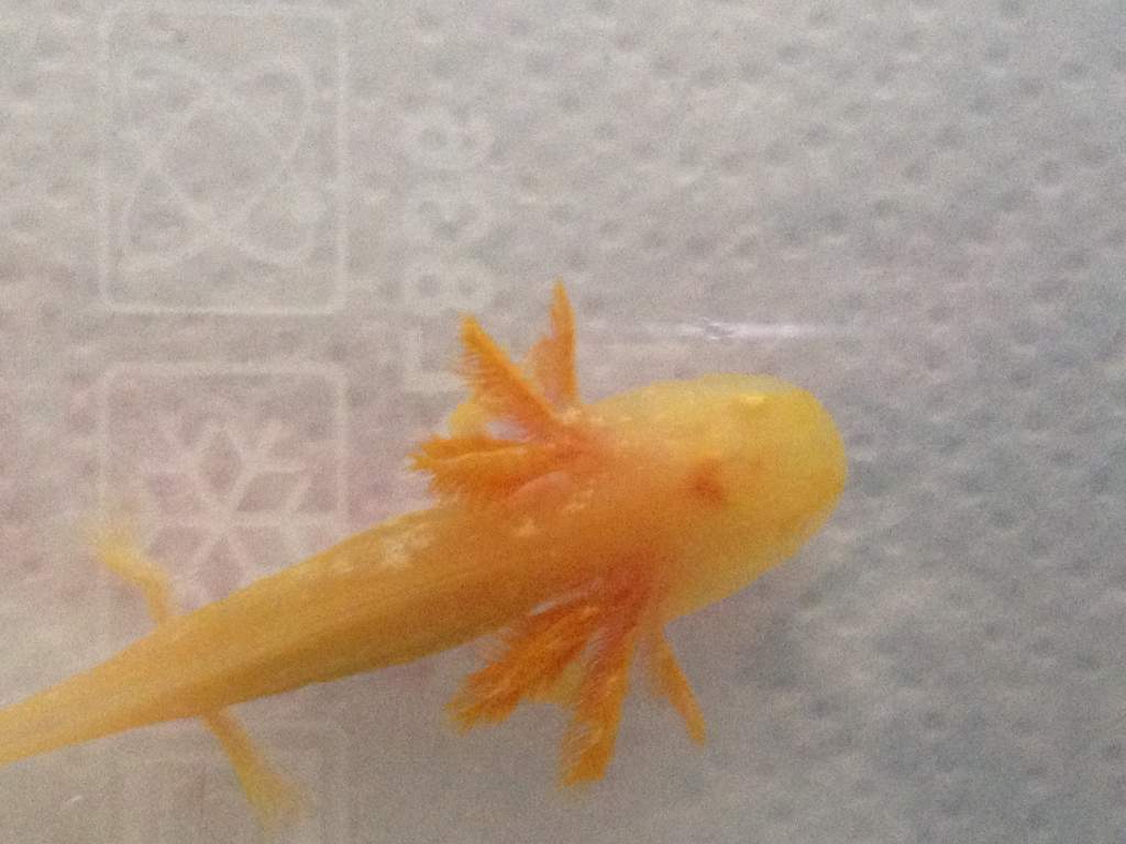 2 month old golden type