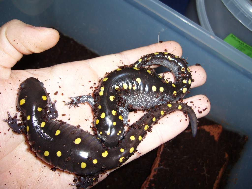2 subadult Ambystoma maculatum