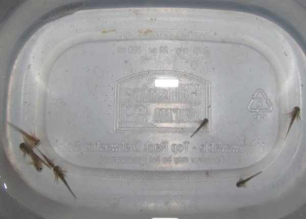 2 weeks old (eggs laid on 4/20/12)