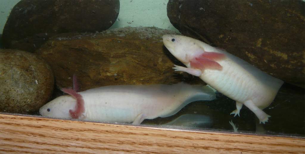 2 whites