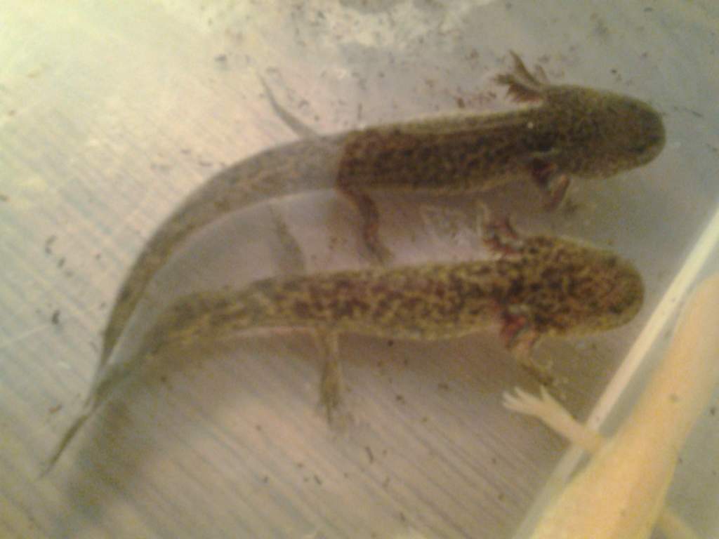 2 wild type