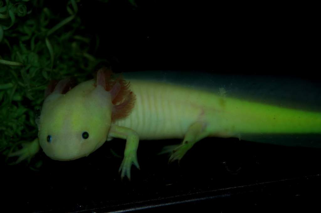2 y.o. GFP axolotl, female
