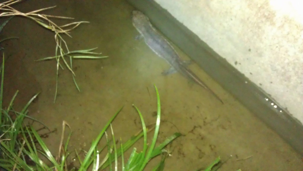 2 years old giant salamander