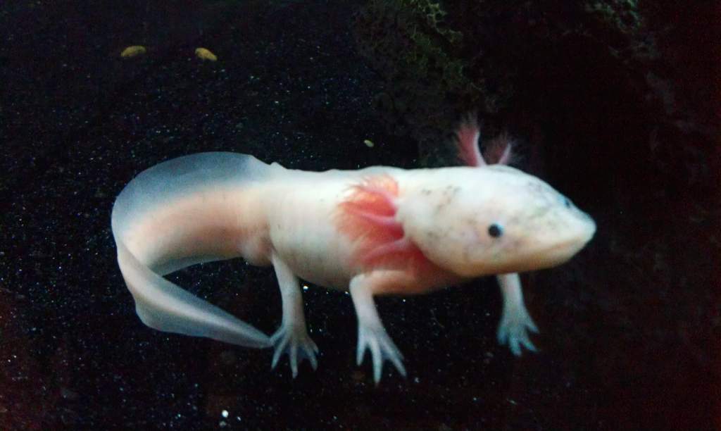 20 Dec 12 Gollum