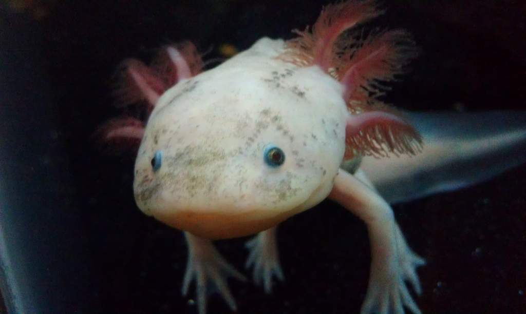 20 Dec 12 Gollum2
