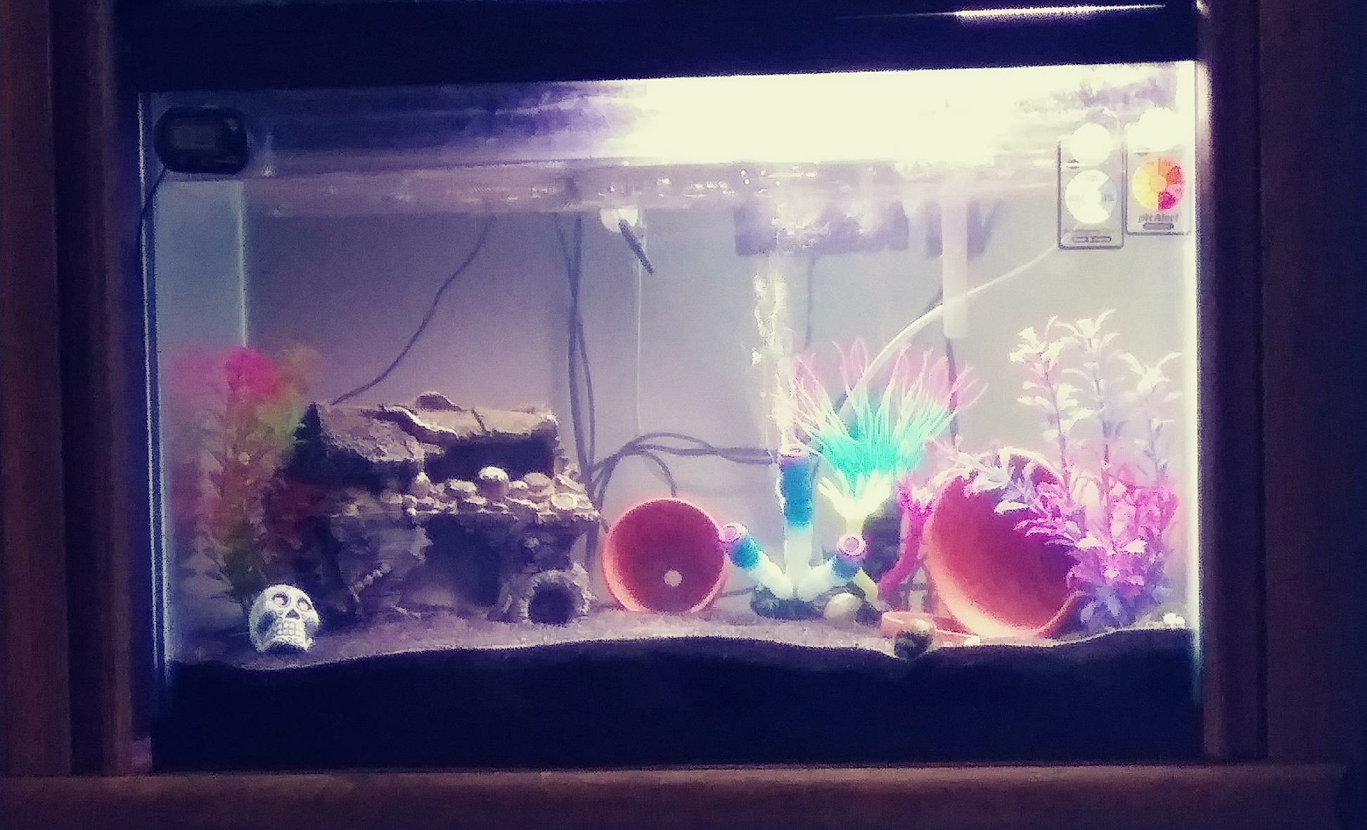 20 gallon tank setup