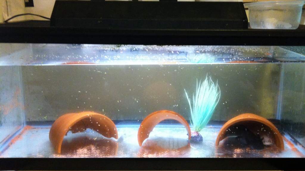 20 quarantine with 3 new adults