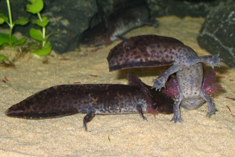 2010 youngsters competing for food. 
Andersoni undersides are fair colored