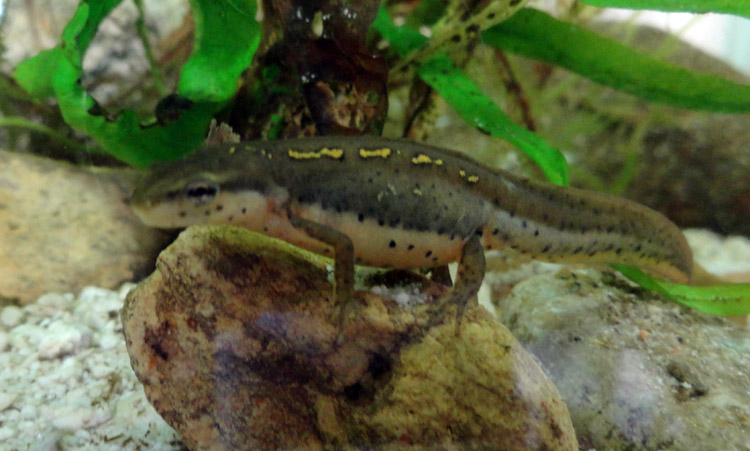 2011 larva