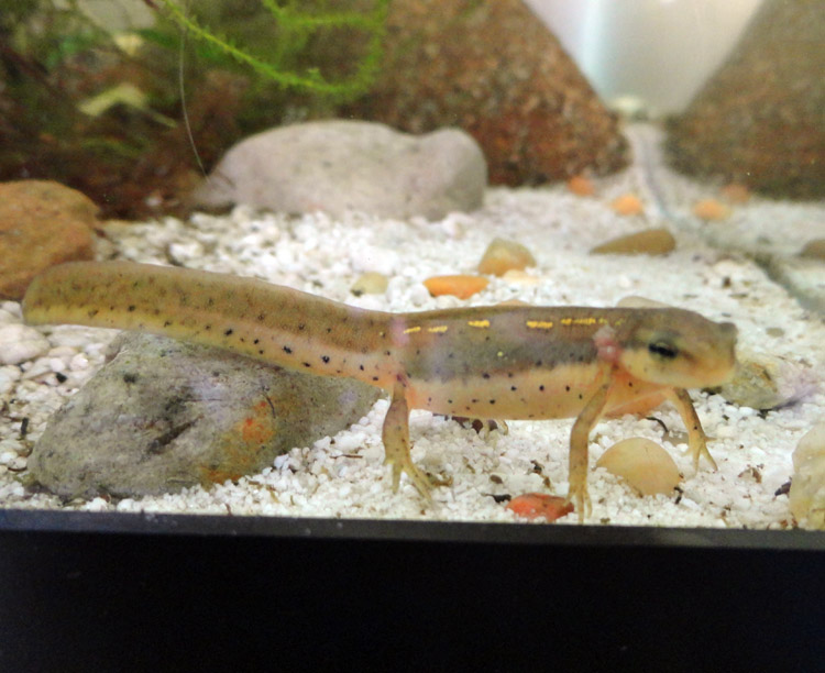 2011 larvae