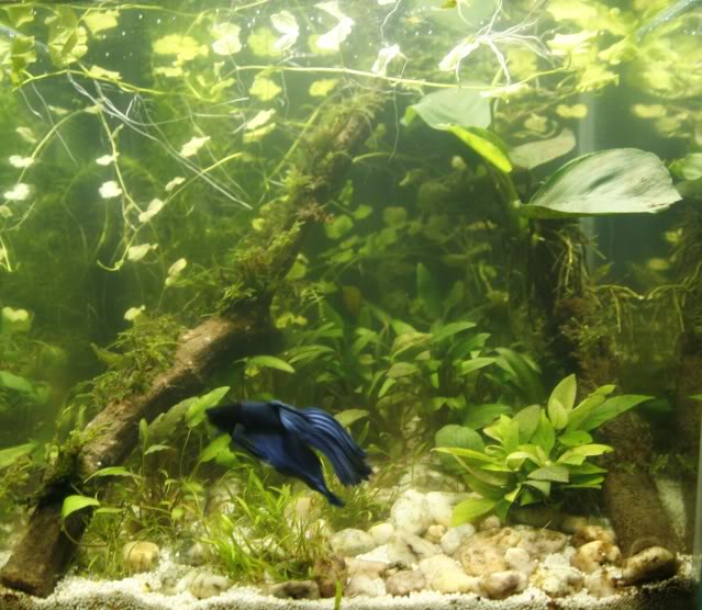 20L Betta tank