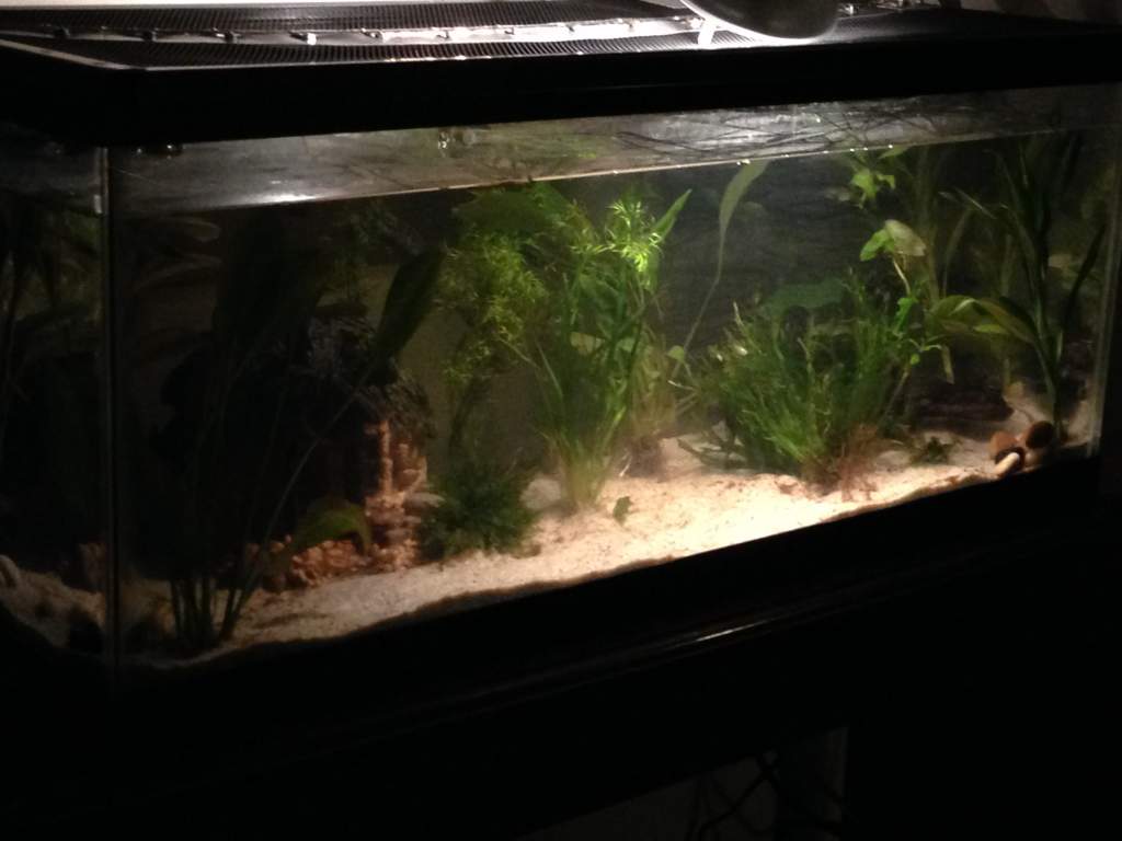 20L tank for ribbed newts