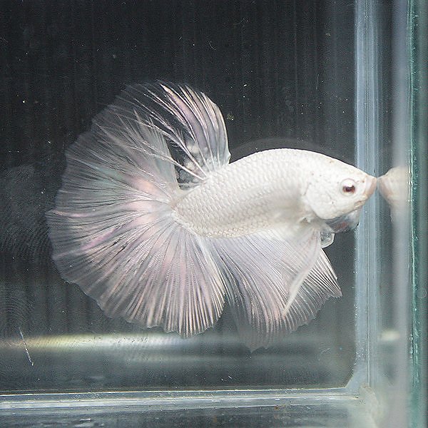 2101730090102429676S600x600Q85