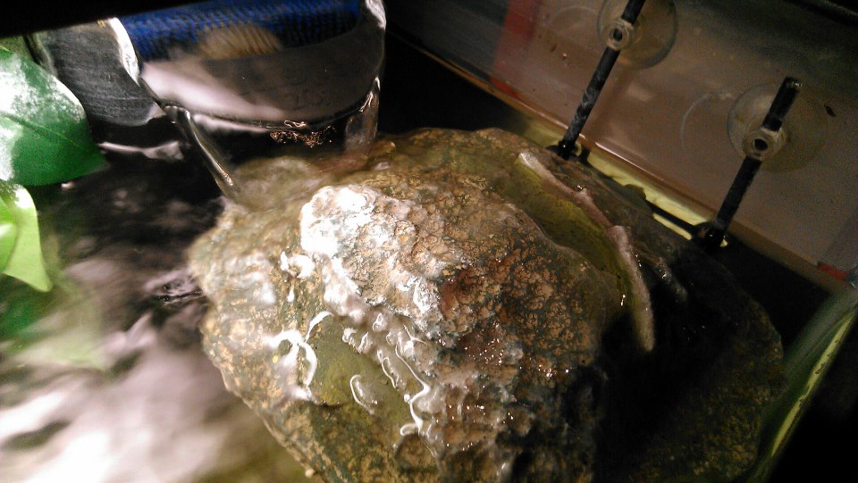 226492 10151336859180966 833692548 n