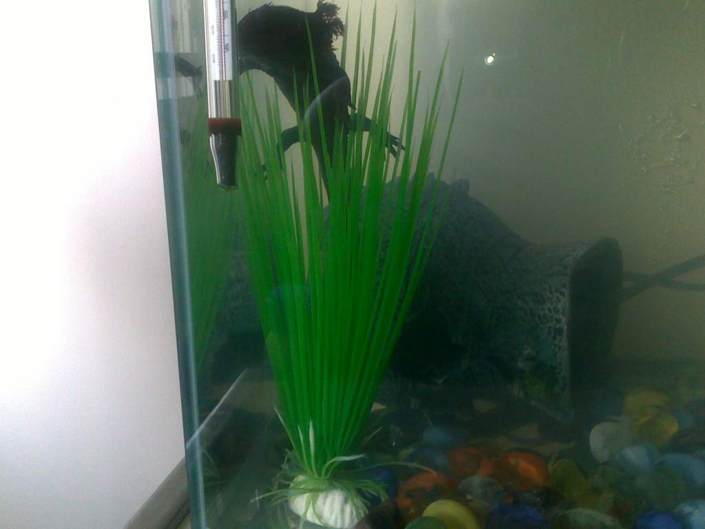 250220112196 just you know chillin' in the plants, scared her mummy half to death the first time she did this :O i thought she was dead.