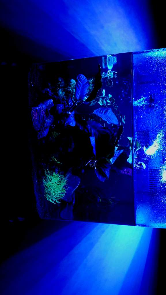 29 Gallon Modified Bio Cube Alpine Newt Set-up (Ichthyosaura alpestris) Moon Light
