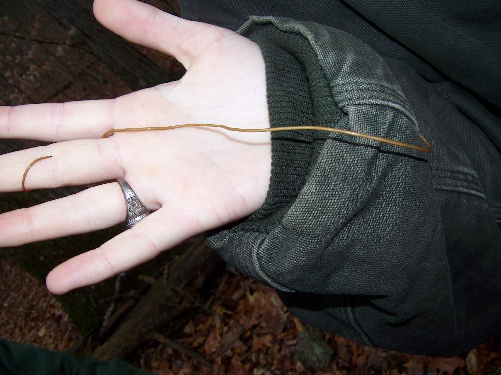 29HorsehairWorm