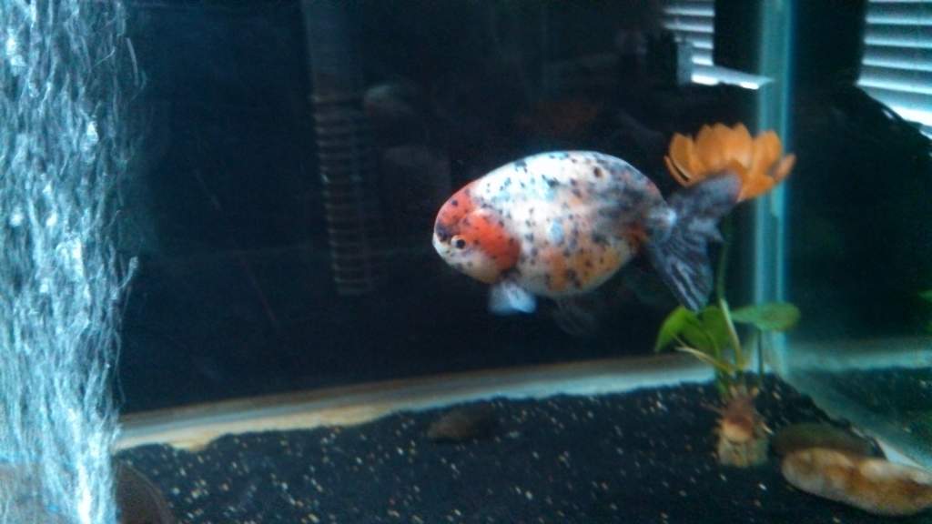 2nd calico male 6.5"