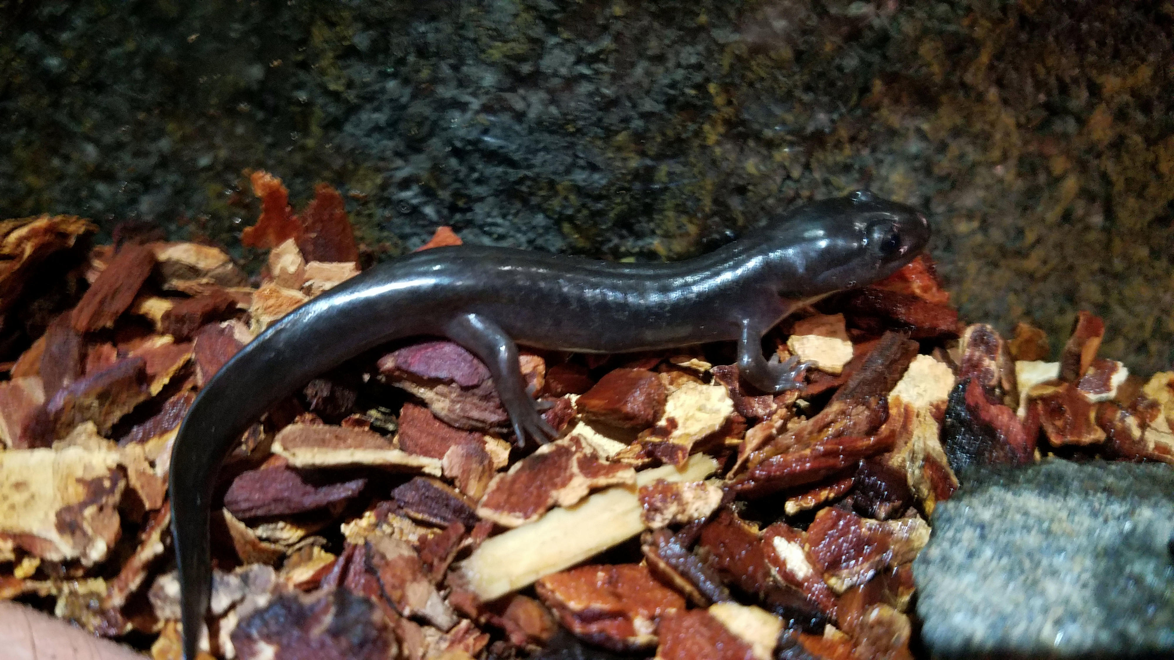 2yr old 80% morph