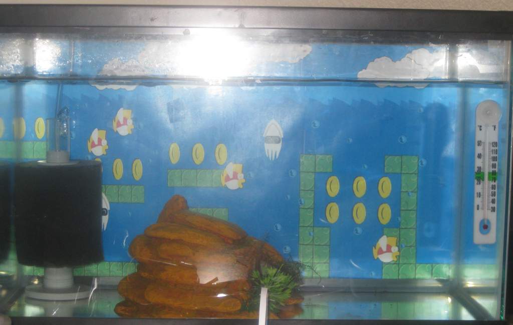3/24/2012

a picture of her tank background. Her tank is very basic right now.