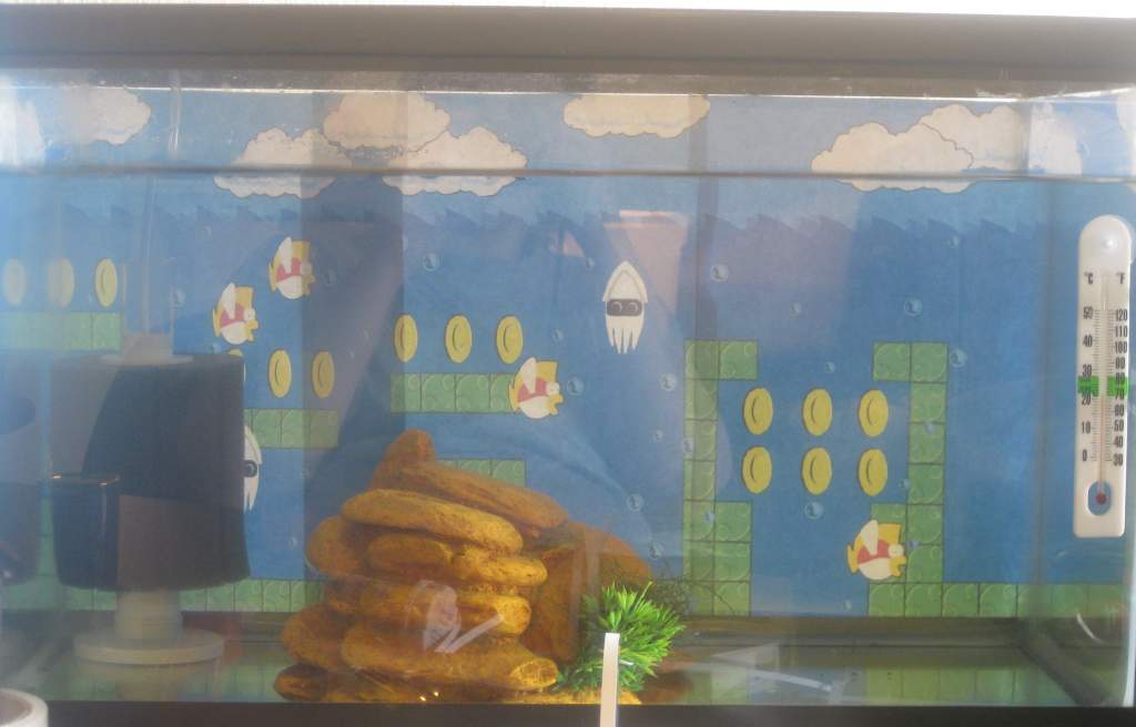 3/24/2012

a picture of her tank background. Her tank is very basic right now.