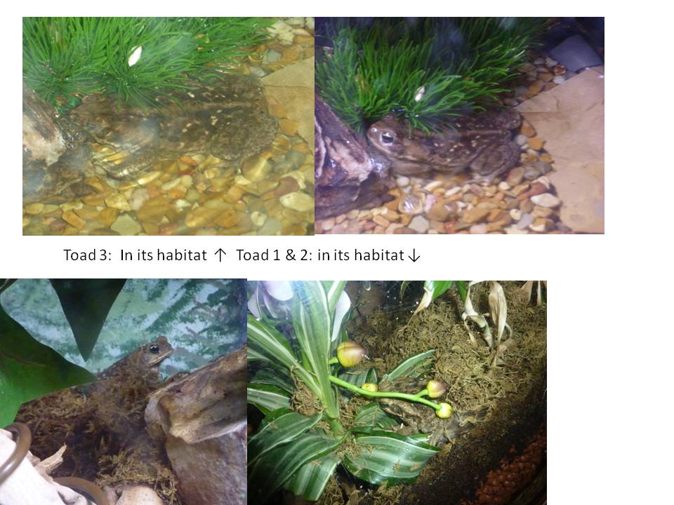 3 cane toads in tank Newts and Salamanders Portal