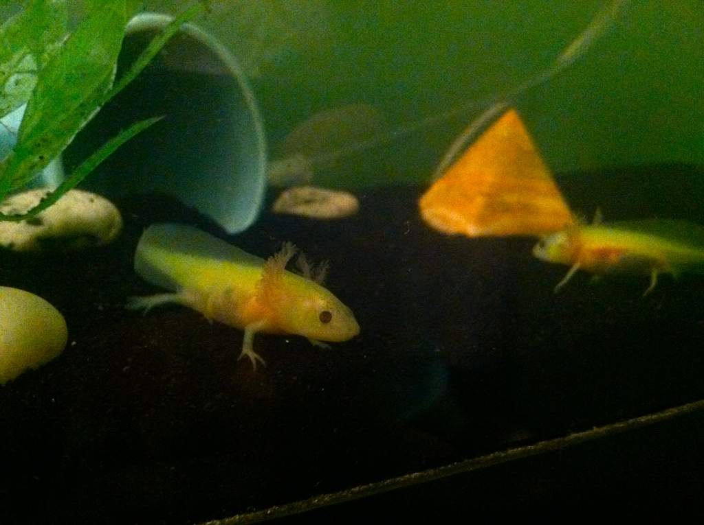 ~3 months in their big new tank :)
