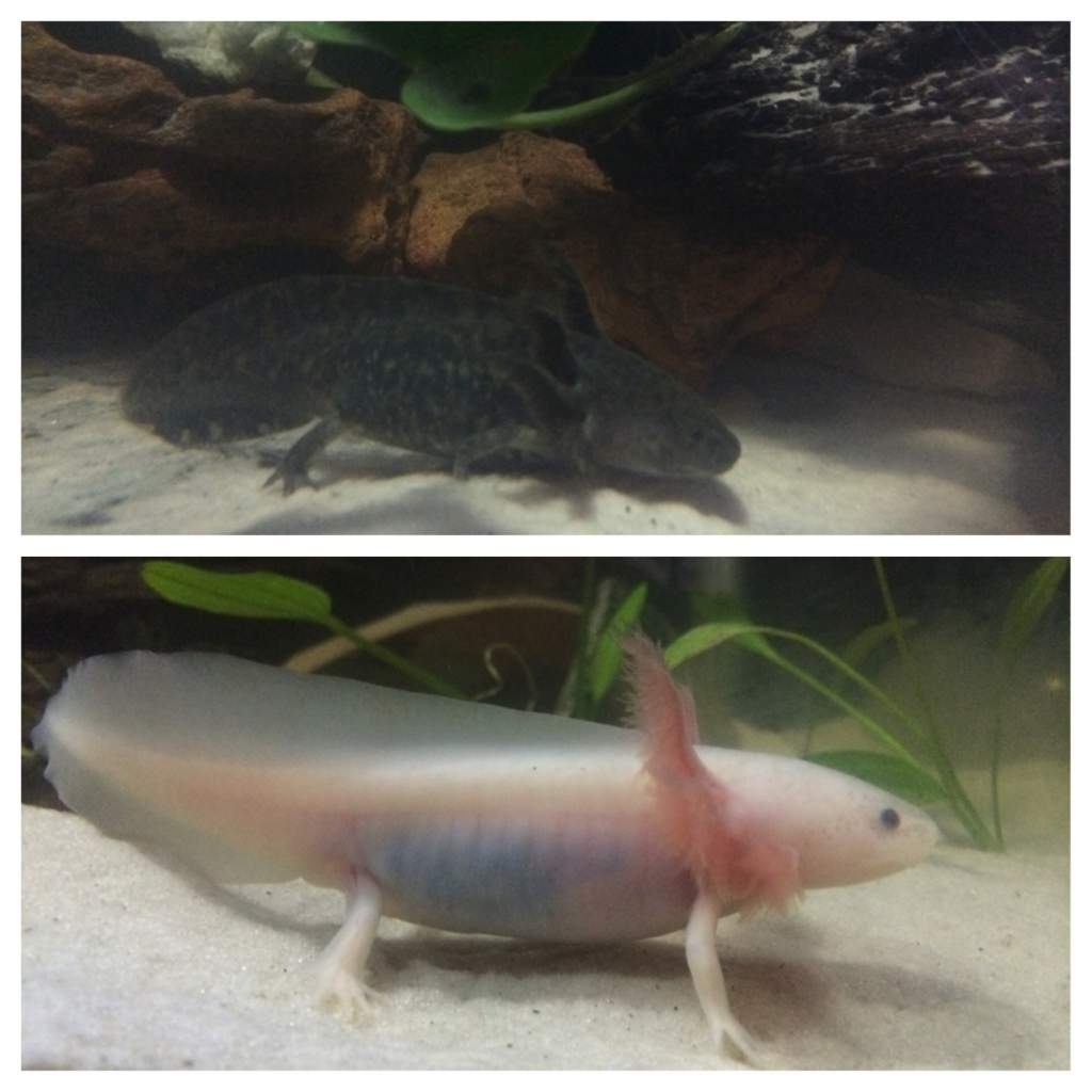 3 months old