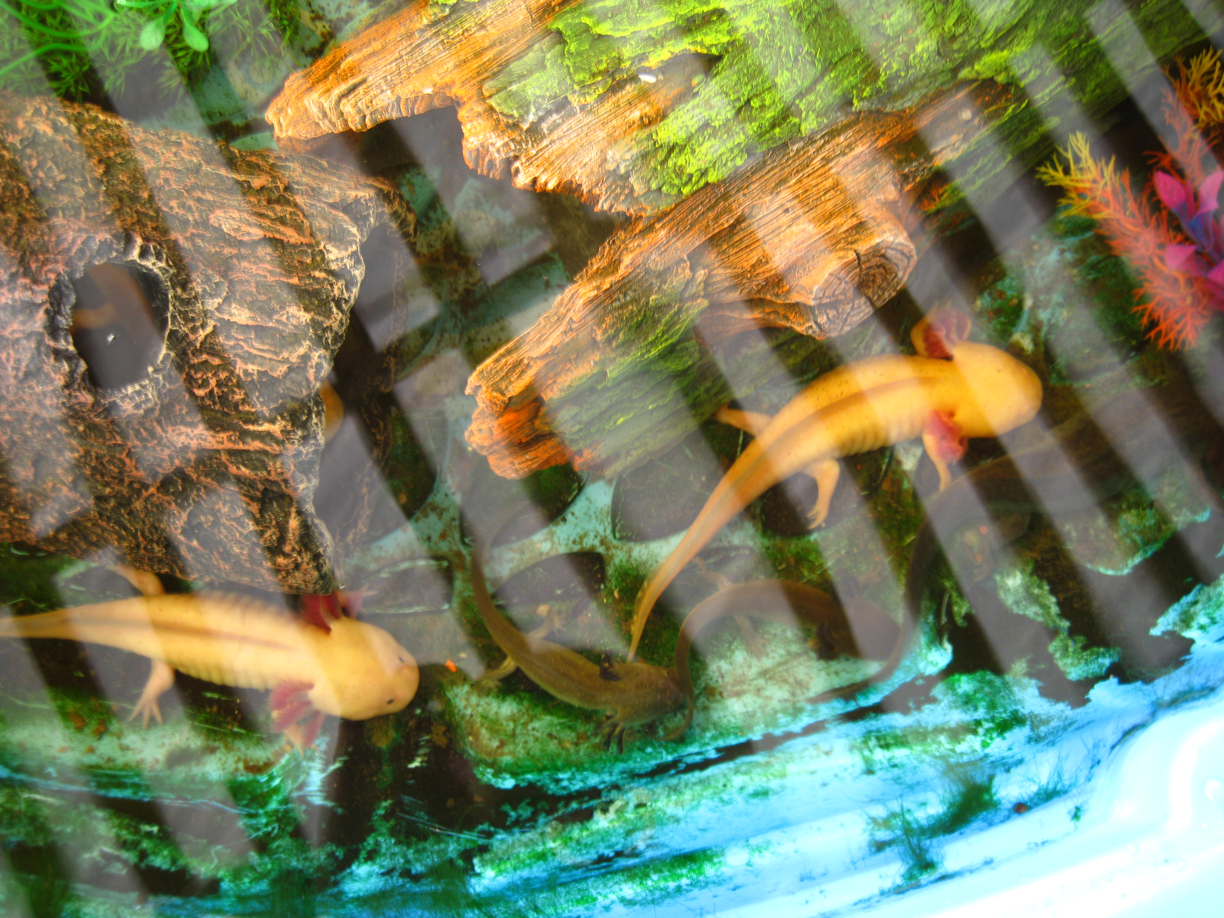 3 of my adult axolotls and some tiger salamander larvae