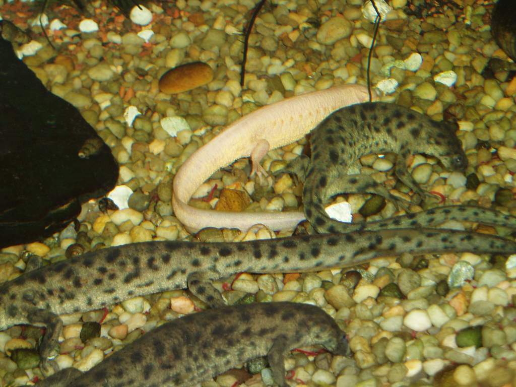 3 regular and 1 leucistic