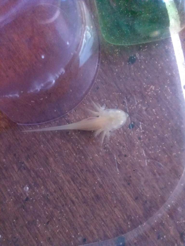 3 wks, 21 lotls. We lost the runt of the hatch :(