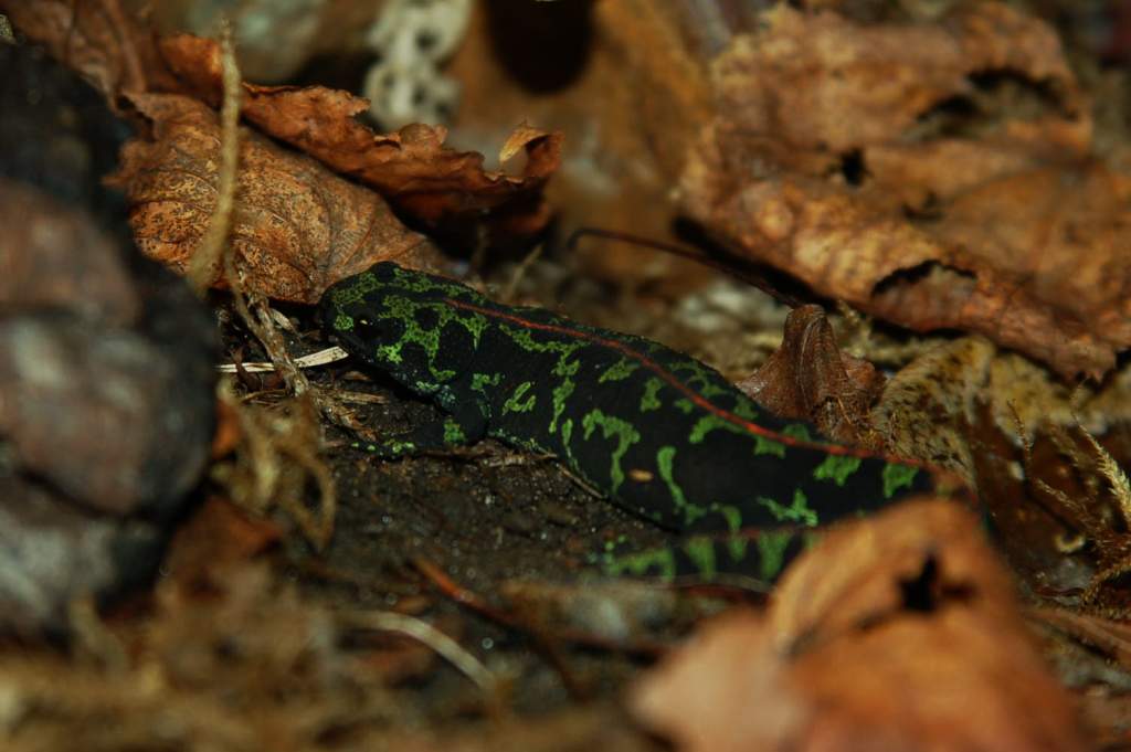 3 y.o. female Triturus marmoratus on land