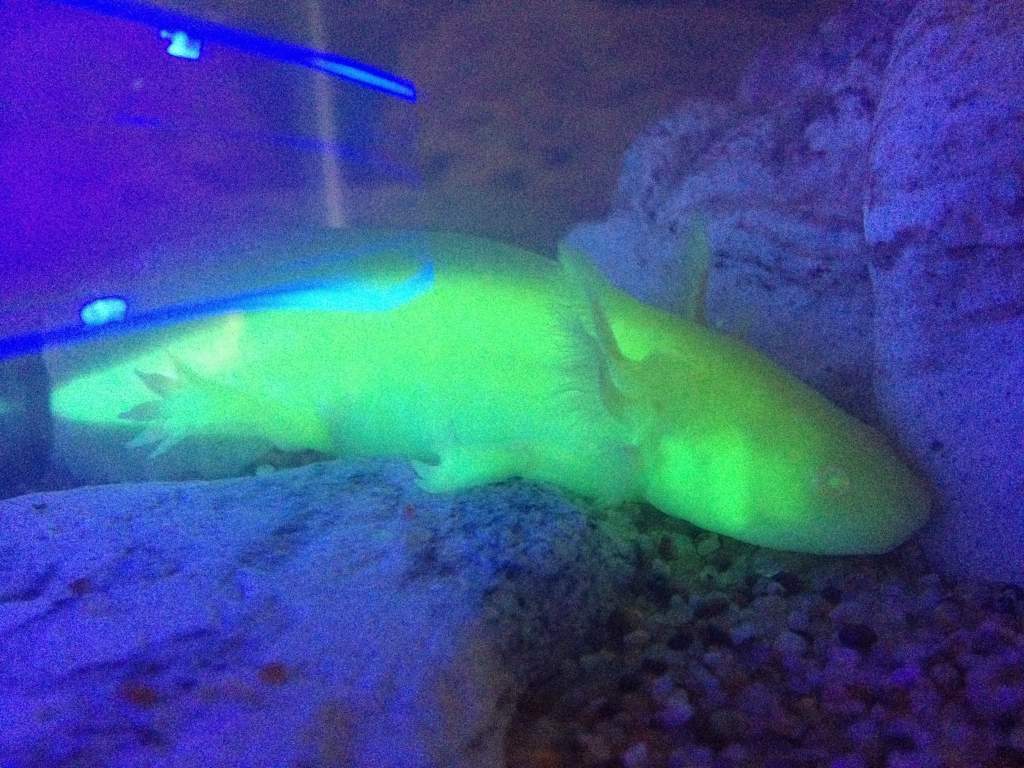 3CPO glowing, GFP