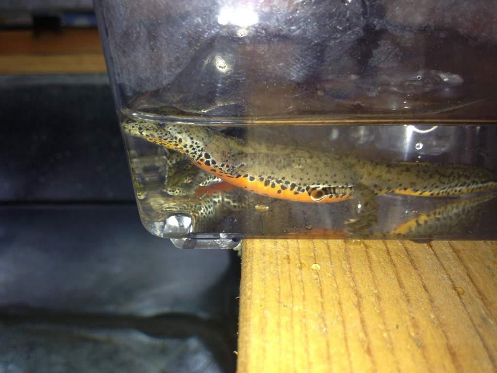 3rd I.a.apuana during cleaning.