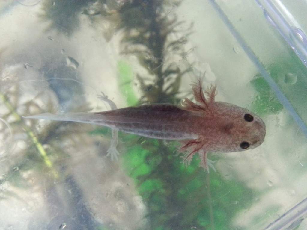 3weeks after rescue.