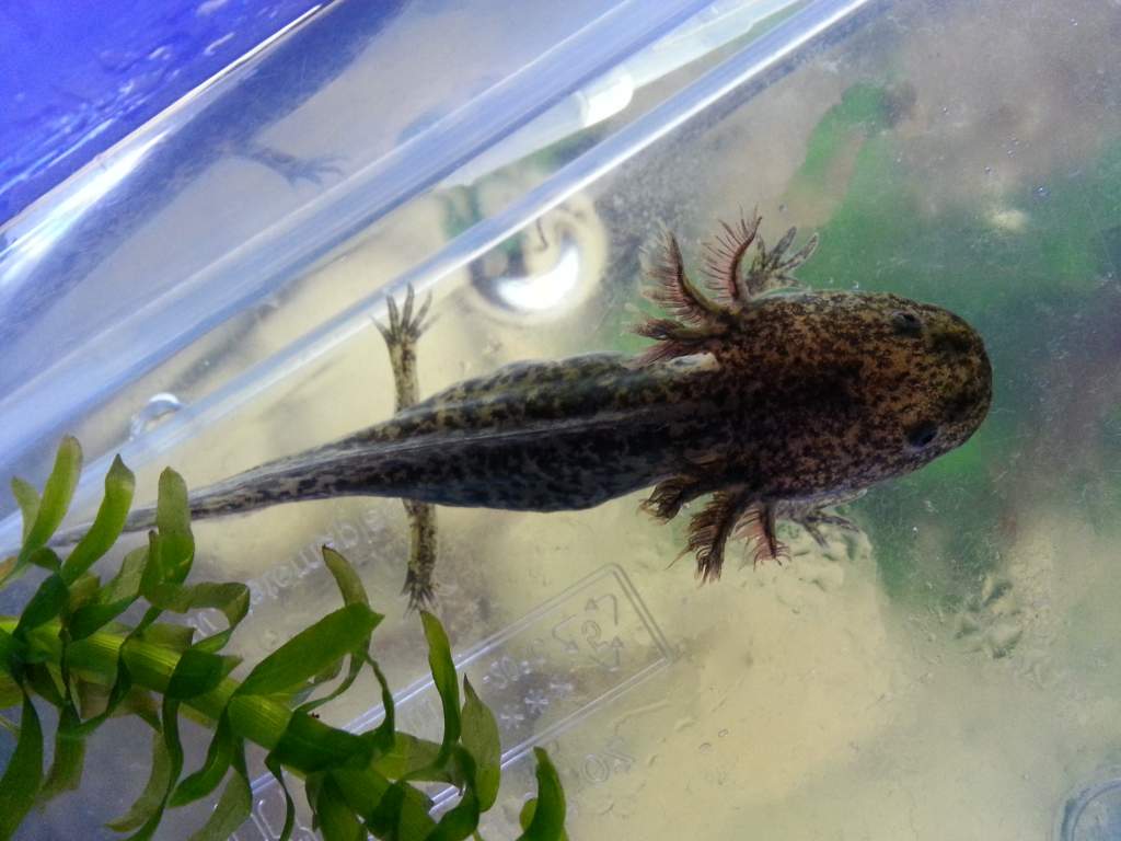 3weeks after rescue.