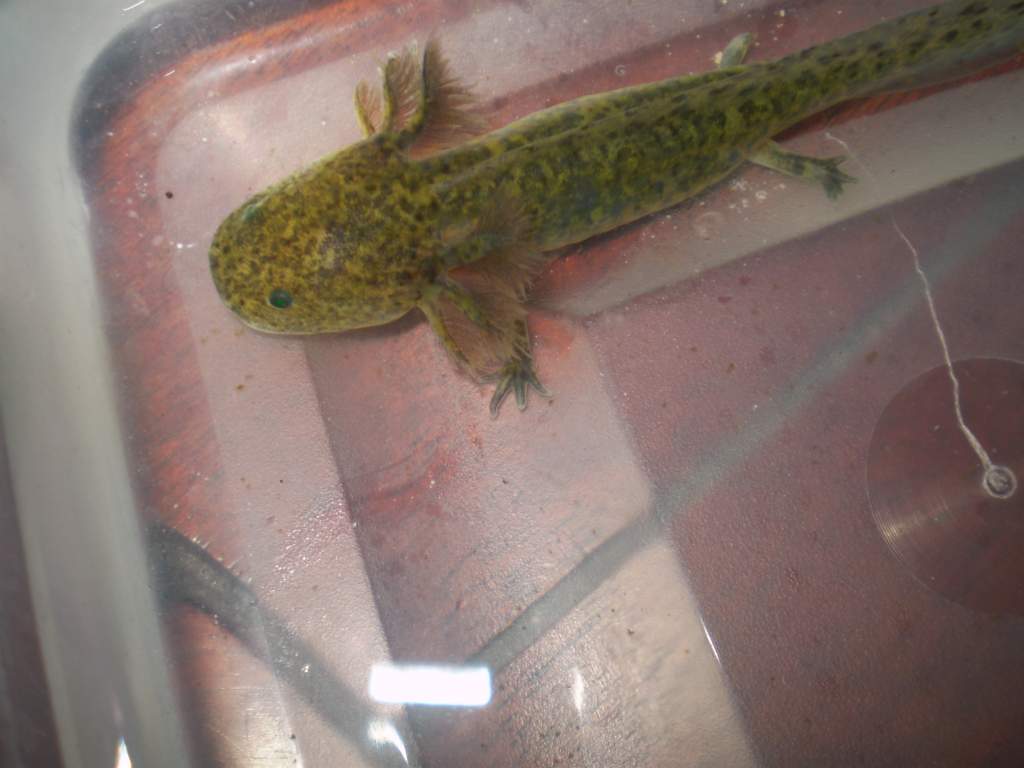 4/10/10 - Michael Shrom gfp Wildtype named Cuaxolotl - Aztec Goddess of the Hearth - name inspired by Tomkeogh