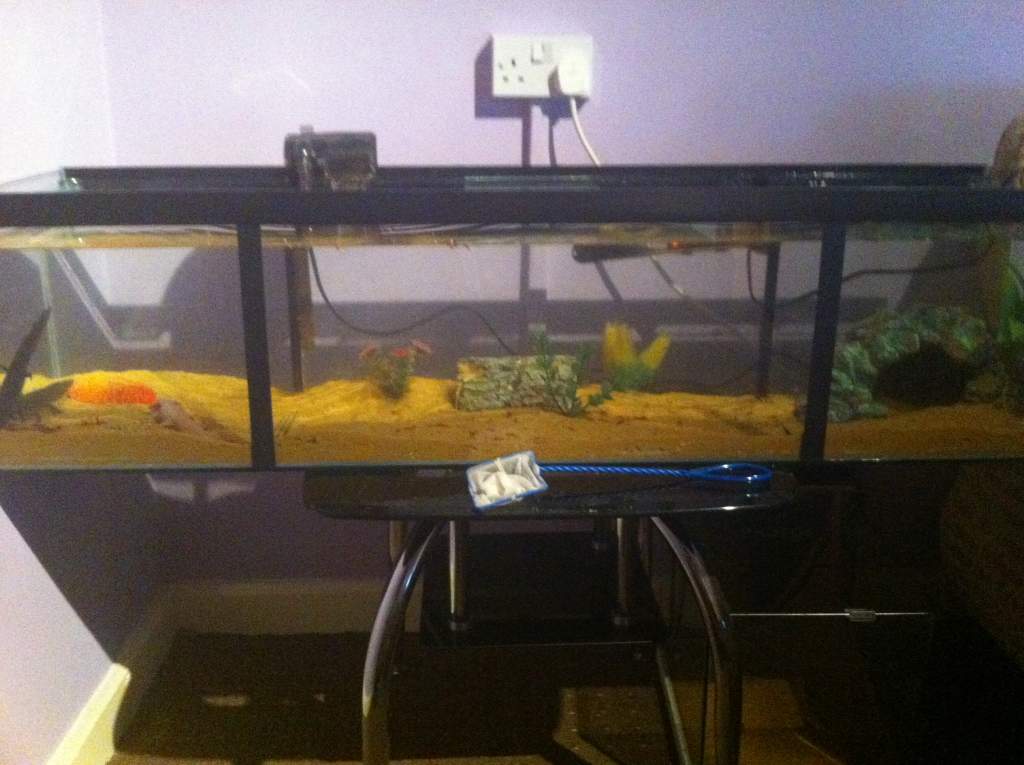 4 foot tank specially made, with dividers so when I eventually breed the axolotls, there is a section to divide it from the others, but allowing water