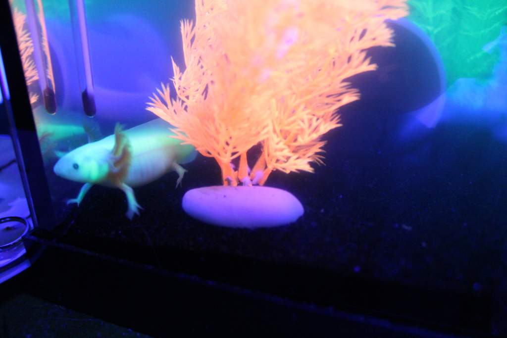 ~4 months, (canon rebel T3i)
They hate when I turn the black light on. they stop swimming and give me the cold shoulder, so I only turned it on for th