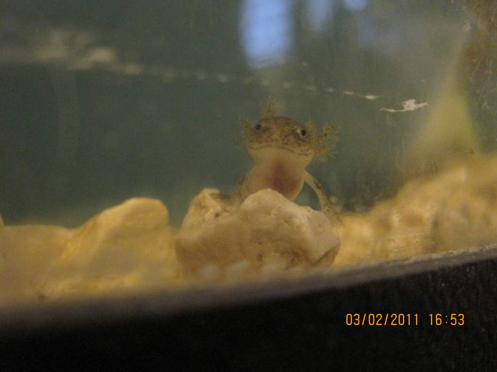 4 weeks old