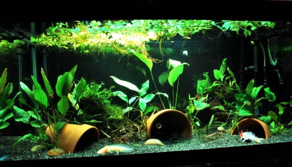 40 gallon breeder aquarium, generously planted that houses 3 axolotls accompanied by ghost shrimp and guppies.