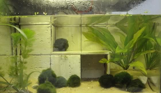 40L African dwarf frog tank